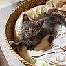 kitten, cat, basket, blanket, cozy, pet, animal, feline, indoor, cute, small, fur, resting, domestic, comfort, looking_up, curious, soft, young, sleeping_area