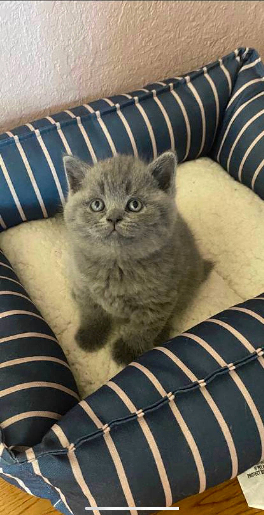 Boba is registered to the contest to win money with this photo: carnivore, cat, cat_supply, chair, comfort, couch, domestic_short_haired_cat, felidae, fur, grey, pattern, selkirk_rex, sitting, small_to_medium_sized_cats, terrestrial_animal, whiskers