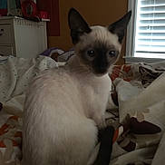 Coco is registered to the contest to win money with this photo: cat, siamese_cat, kitten, pet, bed, blanket, bedroom, window, blinds, dresser, lamp, nightstand, indoor, looking_at_camera, ears, tail, fur, cozy, domestic_animal, furniture