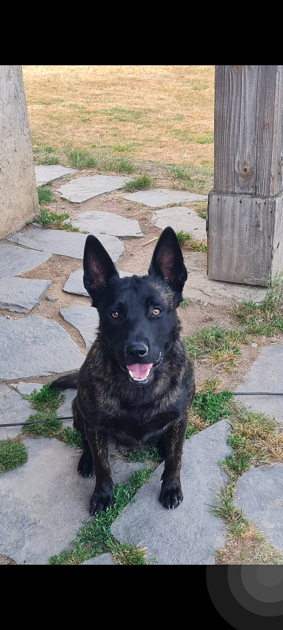 Sam participe au concours pour gagner de l'argent avec cette photo : canidae, carnivore, companion_dog, concrete, dog, dog_breed, door, foot, non_sporting_group, road_surface, snout, sporting_group, tail, terrestrial_animal, working_animal, working_dog