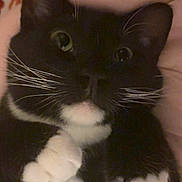 Lua joined the competition — help win amazing prizes! bedding, black_and_white, blanket, cat, close_up, cozy, cute, domestic_cat, eyes, feline, fur, indoor, paw_pads, paws, pet, portrait, sleepy, tuxedo_cat, whiskers, whiskers_prominent