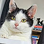 cat, black_and_white, yellow_eyes, close_up, indoor, pet, resting, feline, fur, animal, cute, domestic_cat, portrait, whiskers, ears, face, curious, background_blur, bookshelf, figurines