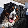 dog, bernese_mountain_dog, tongue_out, happy, outdoor, fur, black_fur, white_fur, brown_fur, pet, canine, closeup, animal, muzzle, ears, collar, sunlight, portrait, friendly, cute