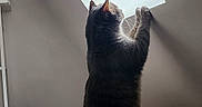 Smoky a rejoint le concours — aidez-le/la à gagner de superbes lots ! cat, feline, pet, animal, indoors, bedroom, bed, blanket, skylight, window, standing, stretching, reaching, silhouette, back_view, fur, ears, tail, home, cozy