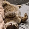cat, pet, feline, upside_down, lying_down, belly_up, paws, whiskers, eyes, fur, tabby, brown_cat, relaxed, sleepy, playful, couch, blanket, indoor, portrait, funny