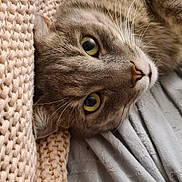 Smoky a rejoint le concours — aidez-le/la à gagner de superbes lots ! cat, tabby, pet, animal, feline, portrait, close_up, indoors, blanket, knitted_blanket, bed, fabric, gray_fur, striped_fur, green_eyes, whiskers, nose, lying_down, cozy, cute