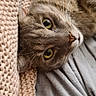 cat, tabby, pet, animal, feline, portrait, close_up, indoors, blanket, knitted_blanket, bed, fabric, gray_fur, striped_fur, green_eyes, whiskers, nose, lying_down, cozy, cute
