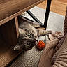 cat, gray_cat, pet, animal, face, eyes, green_eyes, whiskers, ears, curious, lying_down, indoors, coffee_table, wood, basketball, toy_ball, blanket, rug, cozy, home_decor