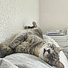 cat, pet, sleeping, relaxed, upside_down, sprawled, bed, bedroom, blanket, pillow, whiskers, ears, paws, gray_fur, striped_fur, indoor, cozy, books, portrait, funny