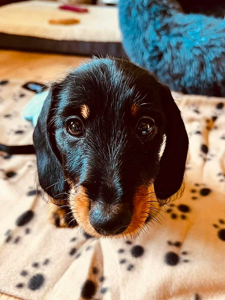 Derek is registered to the contest to win money with this photo: canidae, carnivore, companion_dog, dog, dog_breed, ear, fur, liver, pattern, paw, pet_supply, puppy, snout, spaniel, sporting_group, terrestrial_animal, whiskers, working_animal