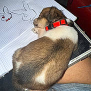 Radar is registered to the contest to win money with this photo: animal, artwork, bunny_sketch, casual_clothing, companion, cute, dog, drawing, furry, indoor, jeans, lap, notebook, person, pet, puppy, red_collar, relaxation, rest, sleeping