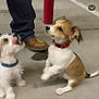 Radar joined the competition — help win amazing prizes! animal, attention, boot, brown_and_white, collar, cute, dog, footwear, licking, night, outdoor, pavement, person, pet, playful, puppy, red_post, small_dog, waiting, white_fur