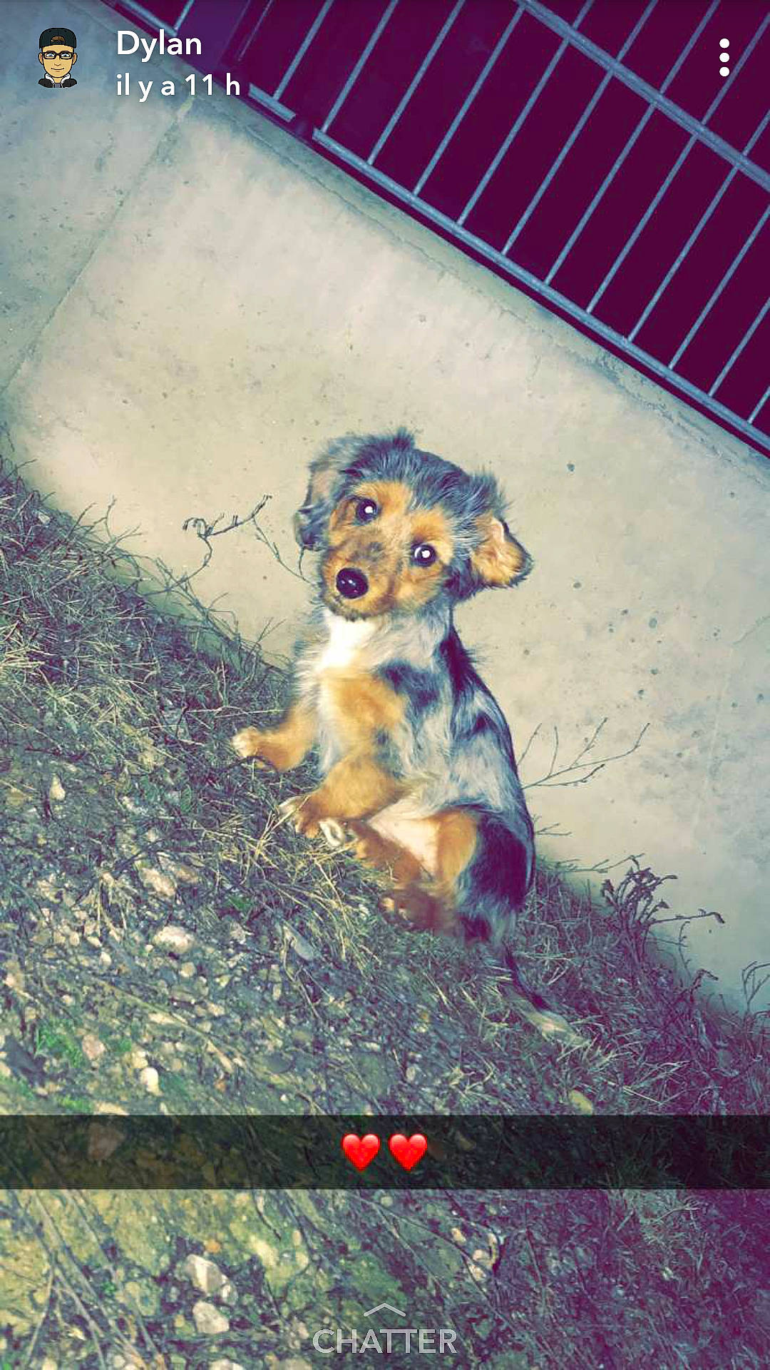 Ouka participe au concours pour gagner de l'argent avec cette photo : carnivoran, dog, dog_breed, dog_like_mammal, headwear, joy, mammal, person, puppy, snout, vertebrate