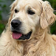 Rio participe au concours pour gagner de l'argent avec cette photo : dog, golden_retriever, pet, animal, tongue_out, fluffy, fur, portrait, close_up, canine, mammal, cute, friendly, outdoor, nature, face, head, ears, snout, expression