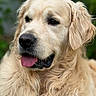 dog, golden_retriever, pet, animal, tongue_out, fluffy, fur, portrait, close_up, canine, mammal, cute, friendly, outdoor, nature, face, head, ears, snout, expression