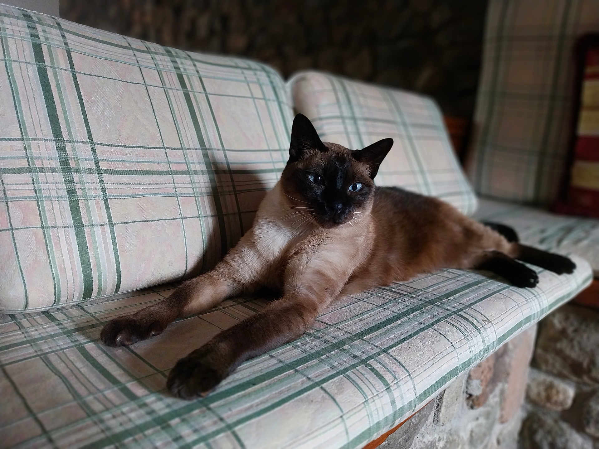 Maiko participe au concours pour gagner de l'argent avec cette photo : cat, siamese, blue_eyes, stretching, bench, plaid, couch, indoor, pet, feline, relaxed, fur, animal, resting, whiskers, paws, face, looking, home, cozy