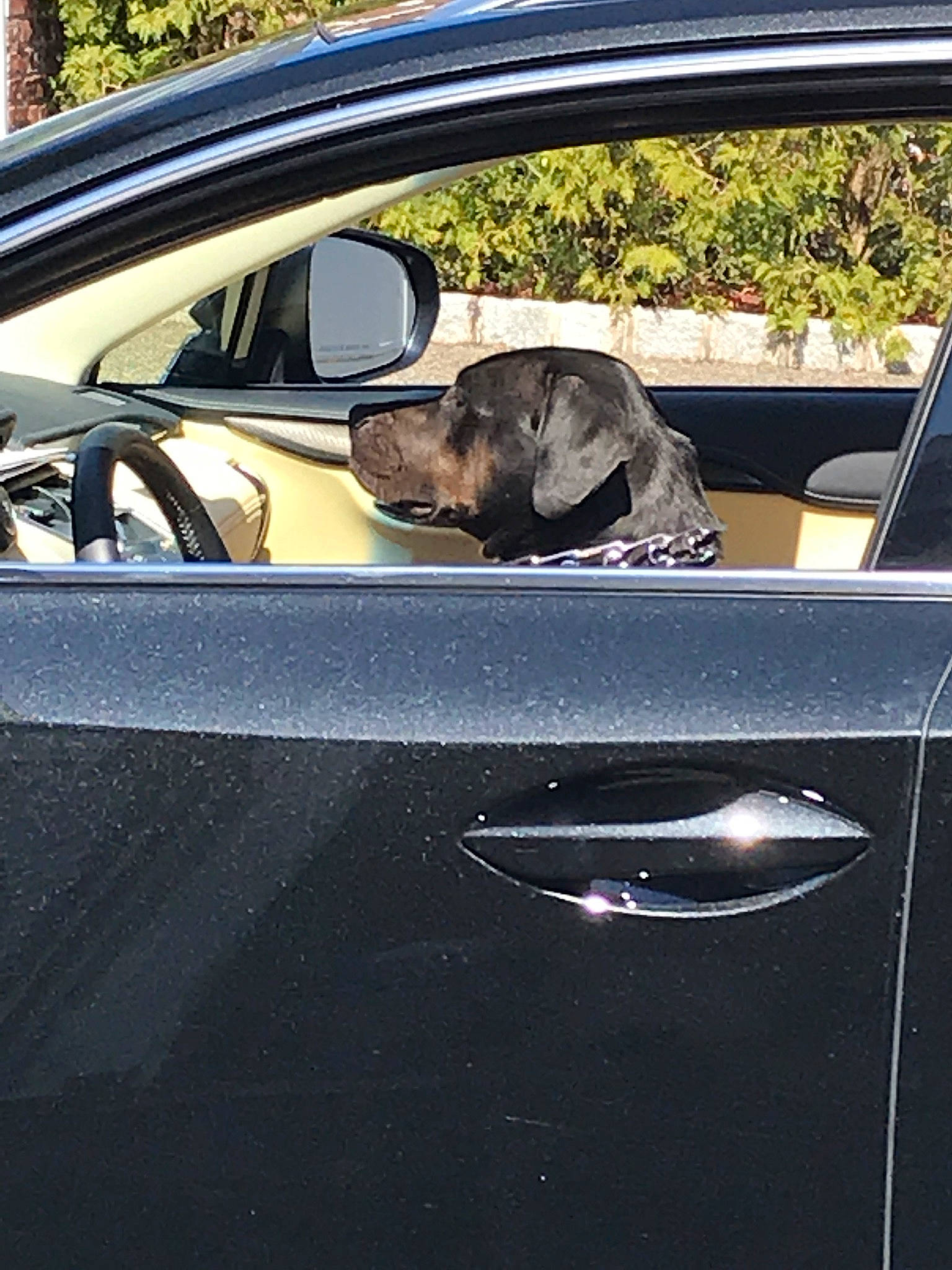 Buster is registered to the contest to win money with this photo: automotive_design, automotive_exterior, automotive_lighting, automotive_mirror, car, car_seat_cover, carnivore, dog, door, hood, motor_vehicle, personal_luxury_car, plant, rim, steering_part, steering_wheel, tree, vehicle, vehicle_door, window