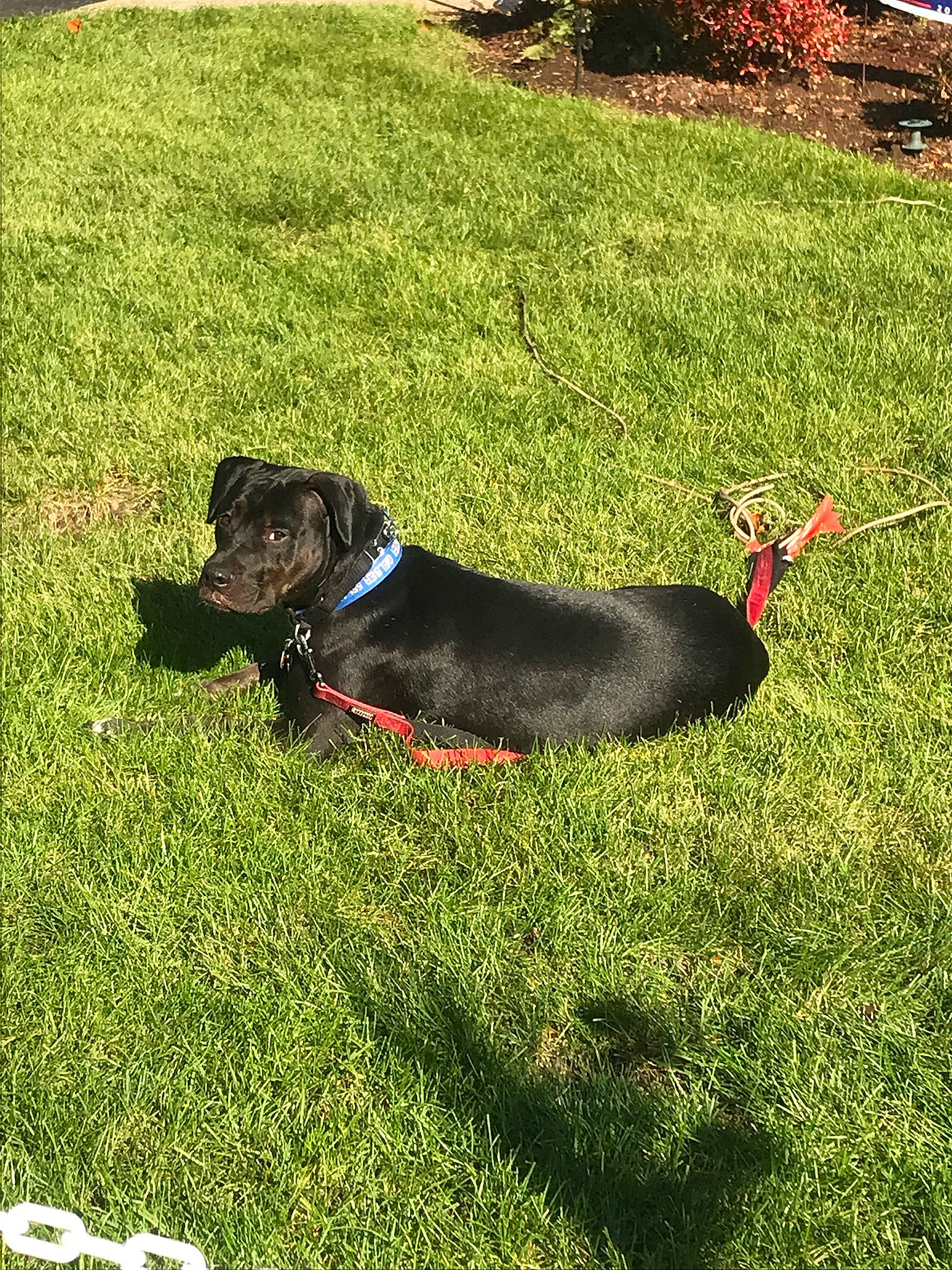 Buster joined the competition — help win amazing prizes! canidae, carnivore, collar, companion_dog, dog, dog_breed, dog_collar, grass, grassland, groundcover, landscape, lawn, leash, pet_supply, plant, shrub, snout, sporting_group, tail, working_animal