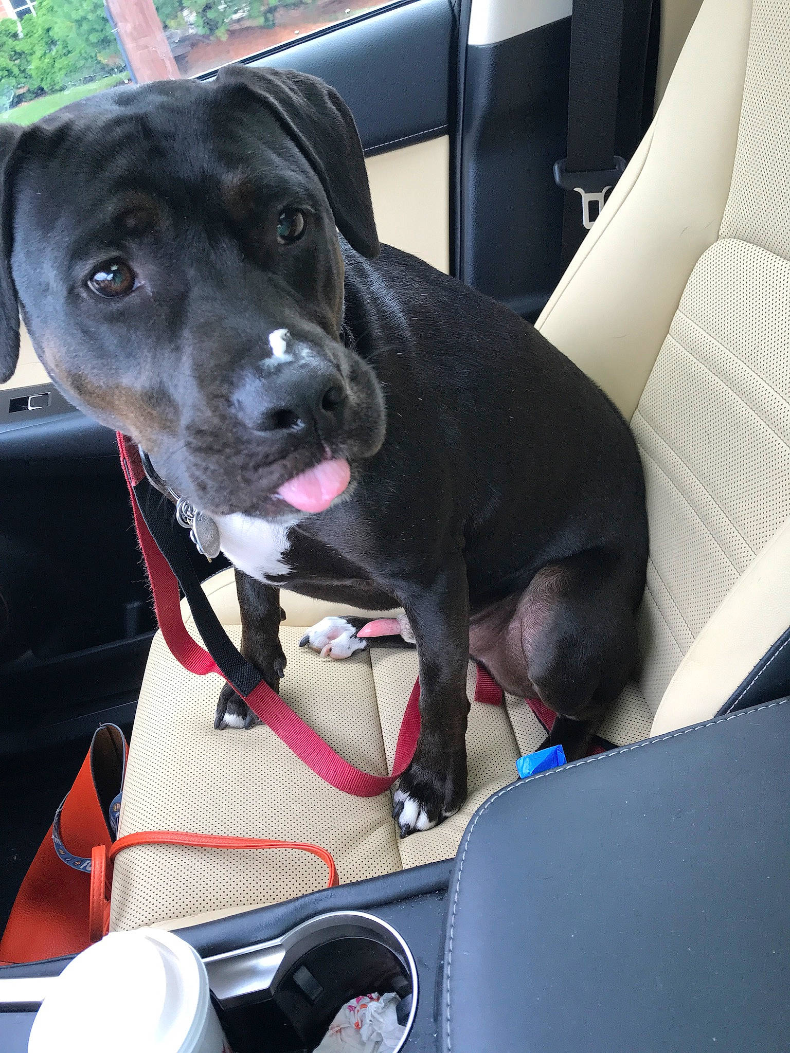 Buster is registered to the contest to win money with this photo: auto_part, automotive_exterior, car, car_seat, car_seat_cover, carnivore, collar, companion_dog, cup, dog, dog_breed, dog_collar, land_vehicle, leash, motor_vehicle, pet_supply, tableware, vehicle, vehicle_door, working_animal