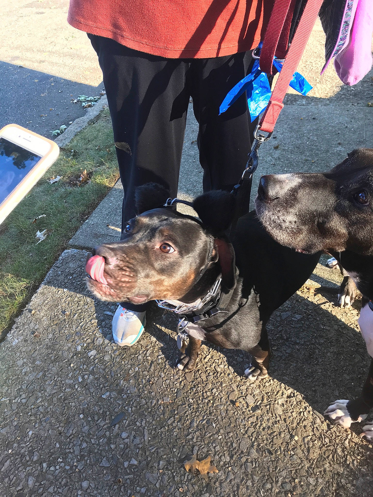 Buster is registered to the contest to win money with this photo: asphalt, canidae, carnivore, collar, companion_dog, concrete, dog, dog_breed, dog_collar, electric_blue, fashion_accessory, human_leg, leash, road_surface, snapshot, soil, sporting_group, tar, thigh, working_animal