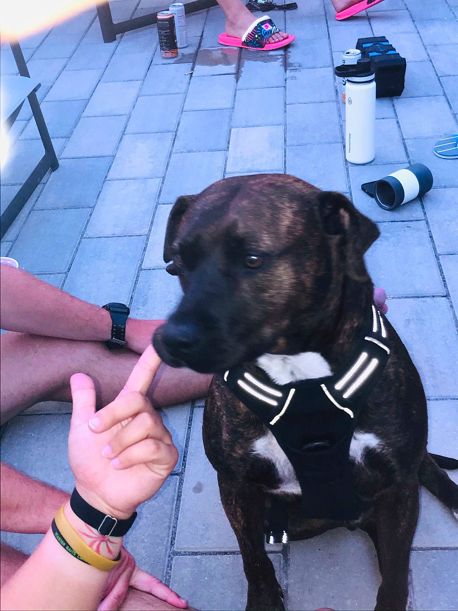 Zeke is registered to the contest to win money with this photo: blue, canidae, carnivore, collar, companion_dog, dog, dog_breed, dog_collar, dog_supply, fawn, flooring, gesture, jewellery, leash, pet_supply, shoe, snout, sporting_group, working_animal, wrist