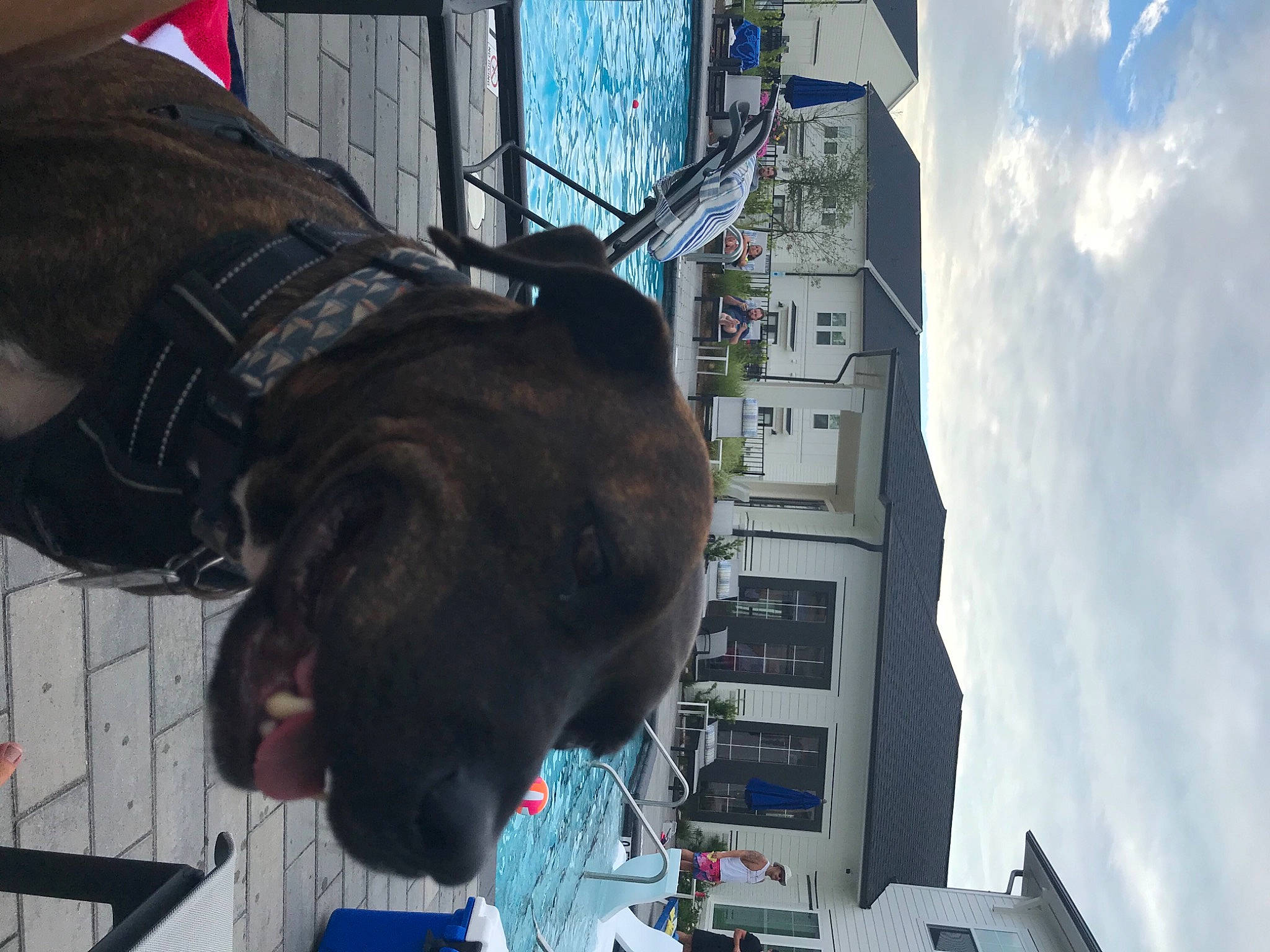Zeke joined the competition — help win amazing prizes! building, canidae, carnivore, city, cloud, collar, companion_dog, dog, dog_breed, dog_collar, facade, fur, guard_dog, liver, machine, sky, snout, sporting_group, transport, window