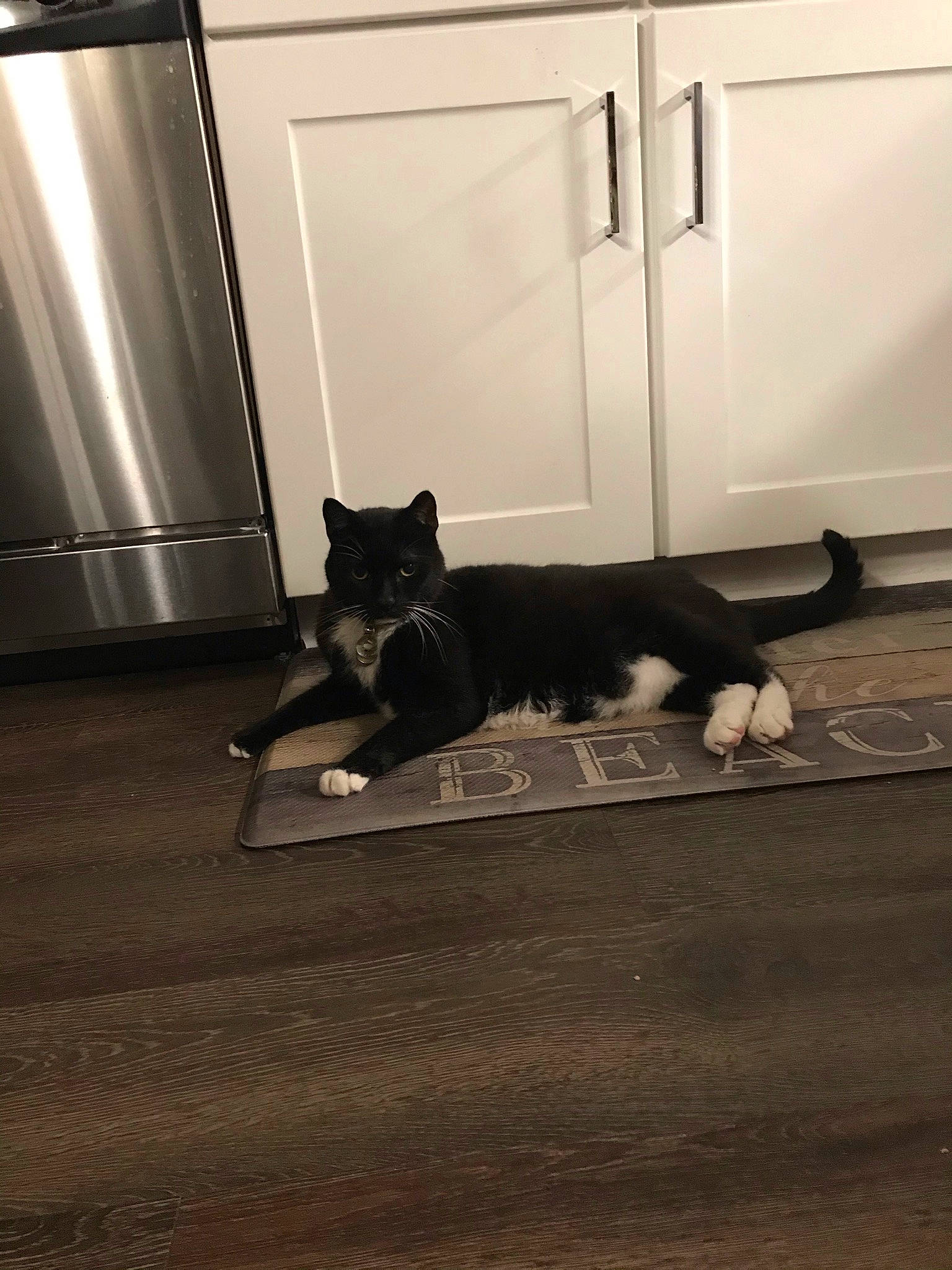 Percy joined the competition — help win amazing prizes! carnivore, cat, comfort, domestic_short_haired_cat, door, felidae, floor, flooring, fur, grey, hardwood, monochrome, monochrome_photography, small_to_medium_sized_cats, snout, sporting_group, tail, tints_and_shades, whiskers, wood