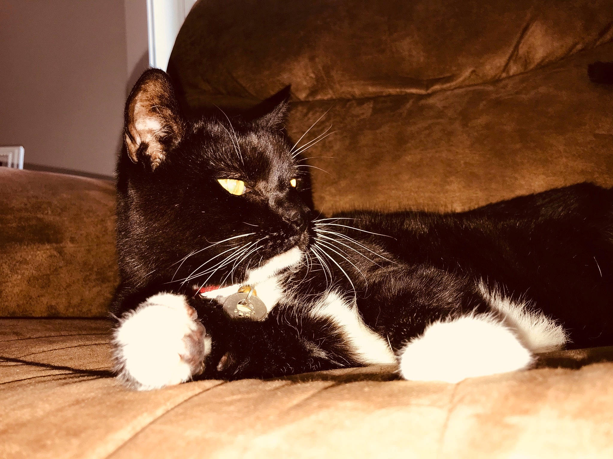 Percy joined the competition — help win amazing prizes! black_cat, carnivore, cat, claw, comfort, domestic_short_haired_cat, felidae, flooring, foot, fur, human_leg, monochrome_photography, paw, shadow, small_to_medium_sized_cats, snout, tail, tints_and_shades, whiskers, wood