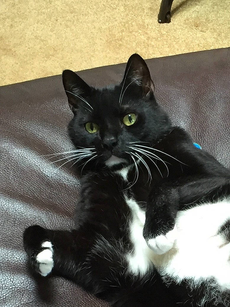 Percy joined the competition — help win amazing prizes! black_cat, carnivore, cat, claw, comfort, domestic_short_haired_cat, eye, felidae, foot, fur, monochrome_photography, paw, sitting, small_to_medium_sized_cats, snout, tail, terrestrial_animal, whiskers