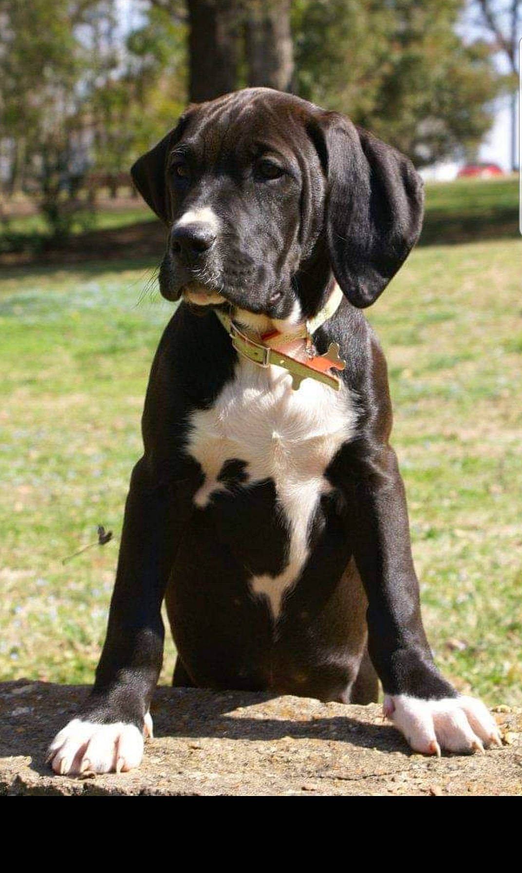 Ethel joined the competition — help win amazing prizes! borador, canidae, carnivore, collar, companion_dog, dog, dog_breed, dog_collar, fawn, formal_wear, fur, grass, gun_dog, plant, snout, sporting_group, tail, terrestrial_animal, tree, working_animal