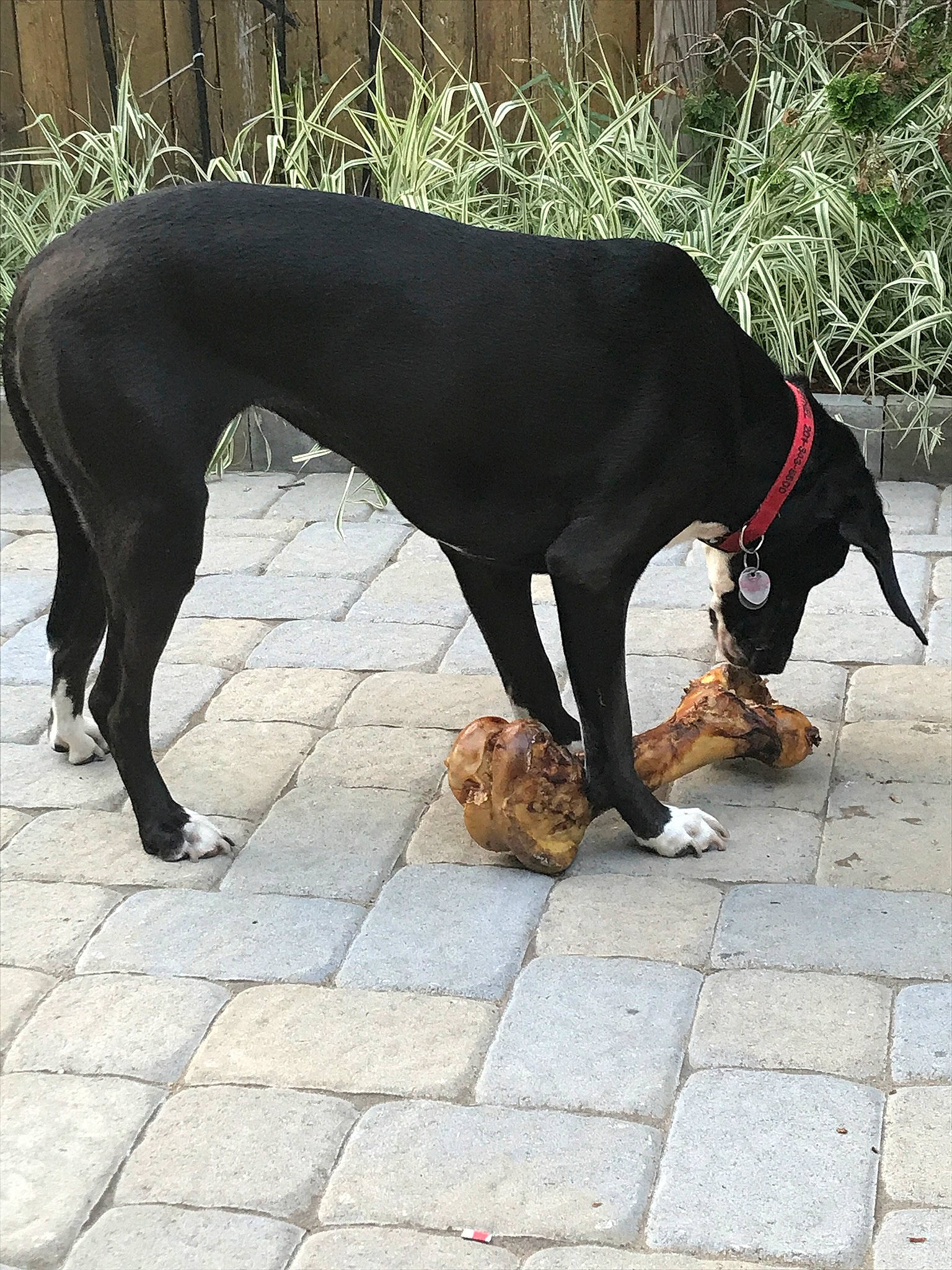 Ethel is registered to the contest to win money with this photo: canidae, carnivore, collar, companion_dog, dog, dog_breed, dog_collar, dog_supply, fawn, flooring, guard_dog, liver, montenegrin_mountain_hound, pet_supply, road_surface, snout, sporting_group, tail, terrestrial_animal, working_animal