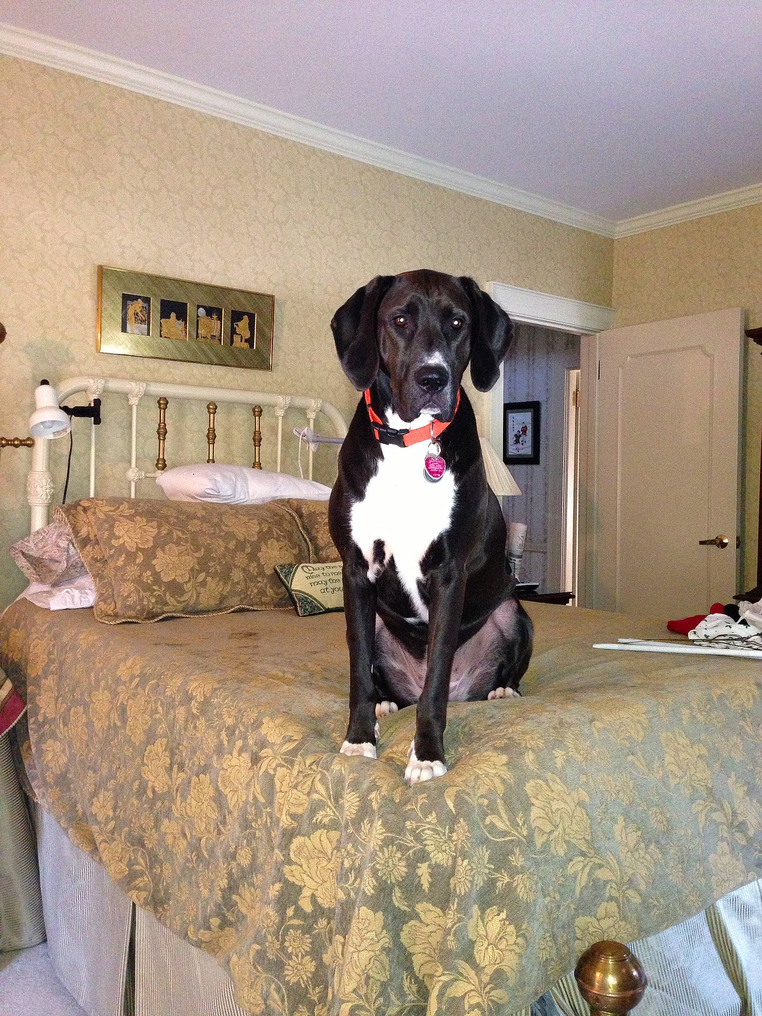 Ethel joined the competition — help win amazing prizes! carnivore, collar, comfort, companion_dog, dog, dog_breed, dog_collar, dog_supply, door, fawn, floor, flooring, grey, hardwood, rectangle, snout, sporting_group, table, tablecloth, working_animal