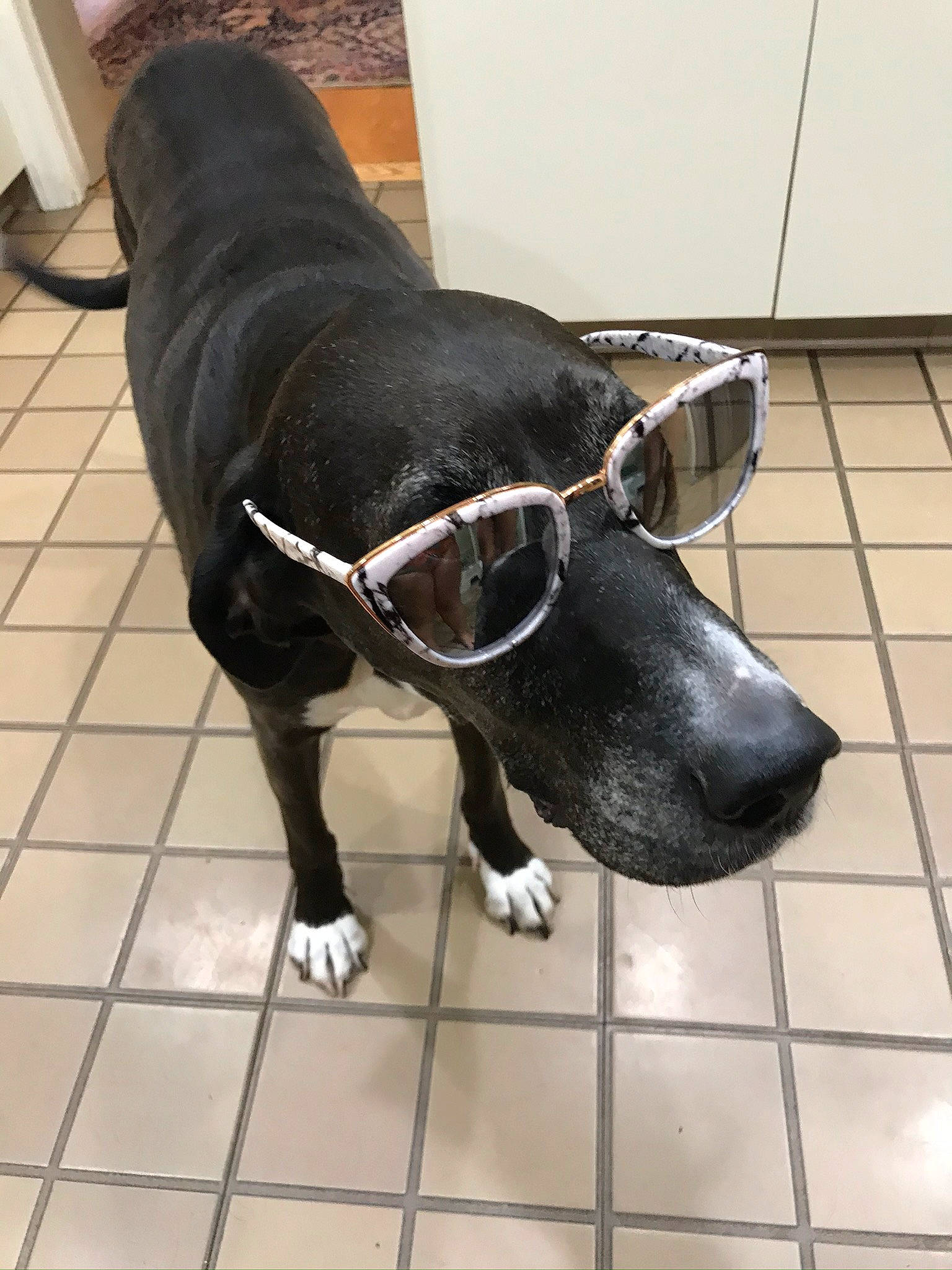 Ethel joined the competition — help win amazing prizes! canidae, carnivore, collar, companion_dog, dog, dog_breed, dog_collar, dog_supply, eyewear, flooring, fur, leash, pet_supply, snout, sporting_group, sunglasses, tail, terrestrial_animal, whiskers, working_animal