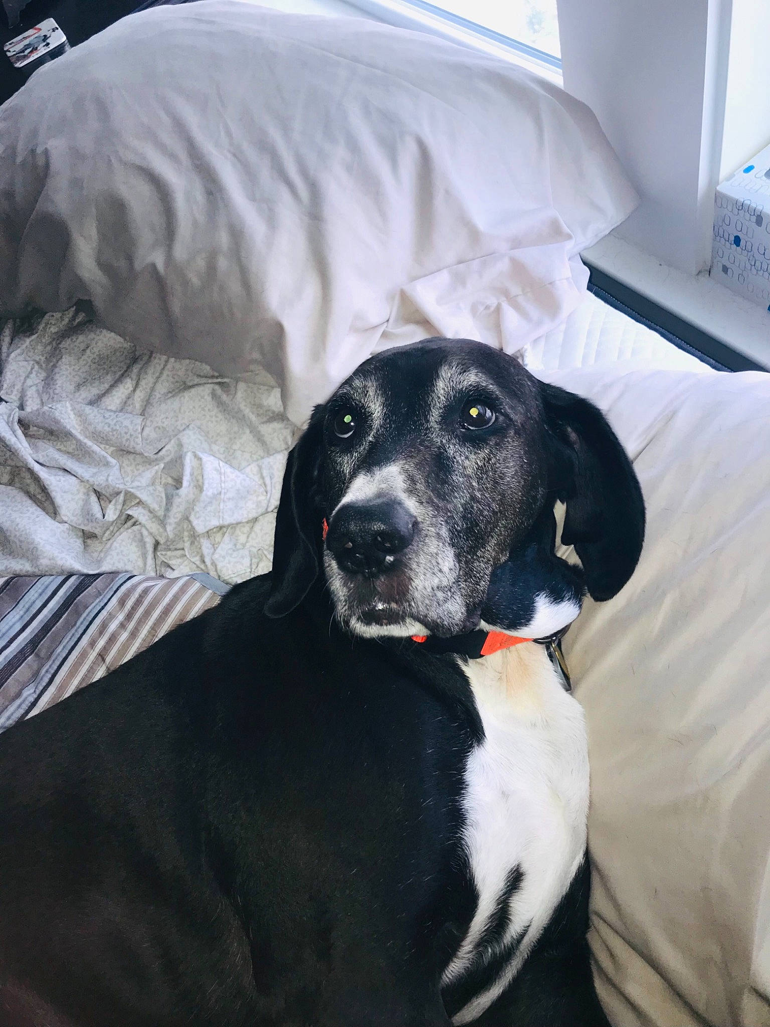 Ethel joined the competition — help win amazing prizes! borador, canidae, carnivore, collar, comfort, companion_dog, couch, dog, dog_breed, dog_collar, fawn, fur, grey, guard_dog, snout, sporting_group, whiskers, window, window_blind, working_animal