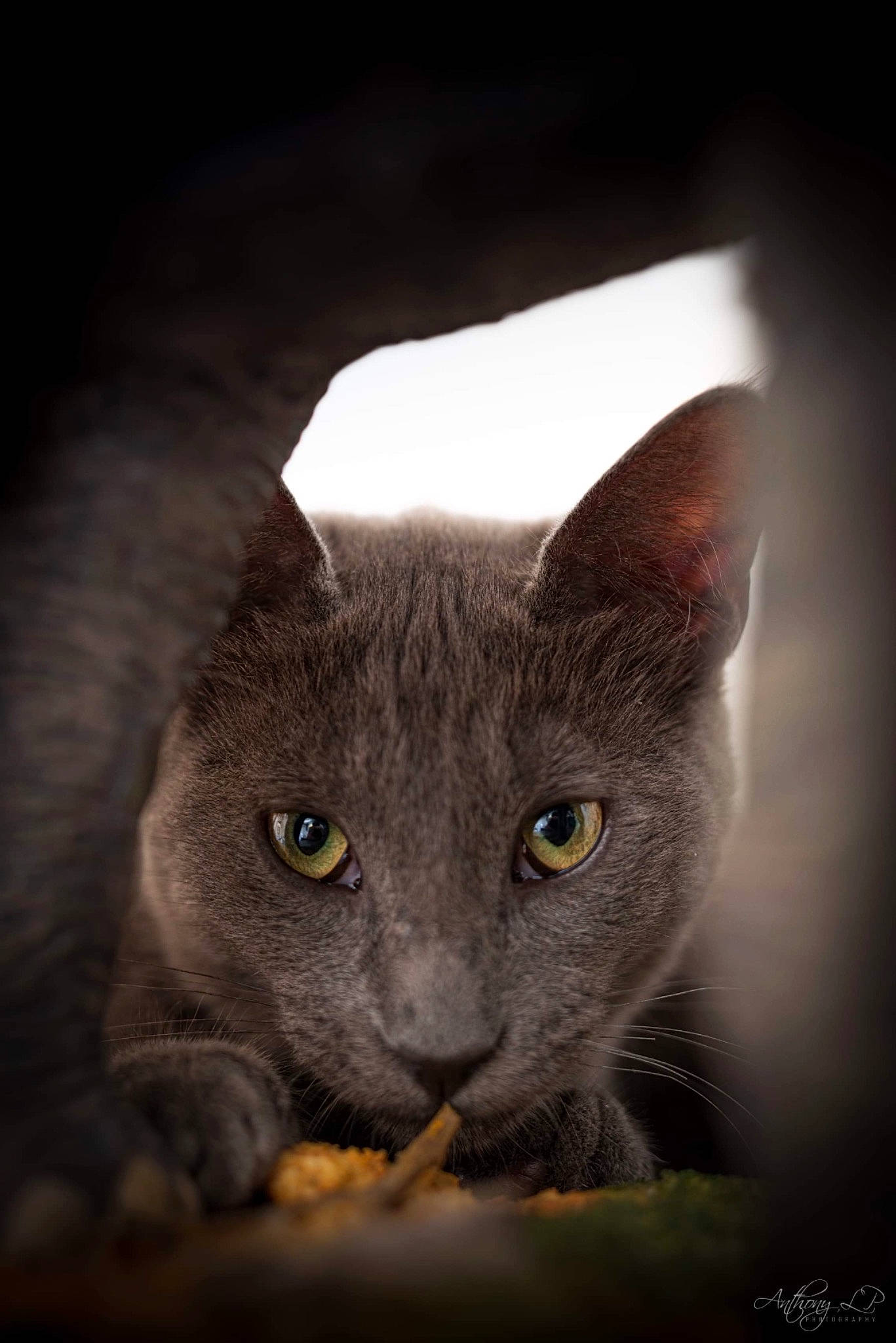 Preston a rejoint le concours — aidez-le/la à gagner de superbes lots ! carnivore, cat, close_up, domestic_short_haired_cat, ear, electric_blue, eye, felidae, fur, grey, head, russian_blue, small_to_medium_sized_cats, snout, terrestrial_animal, whiskers, wildlife