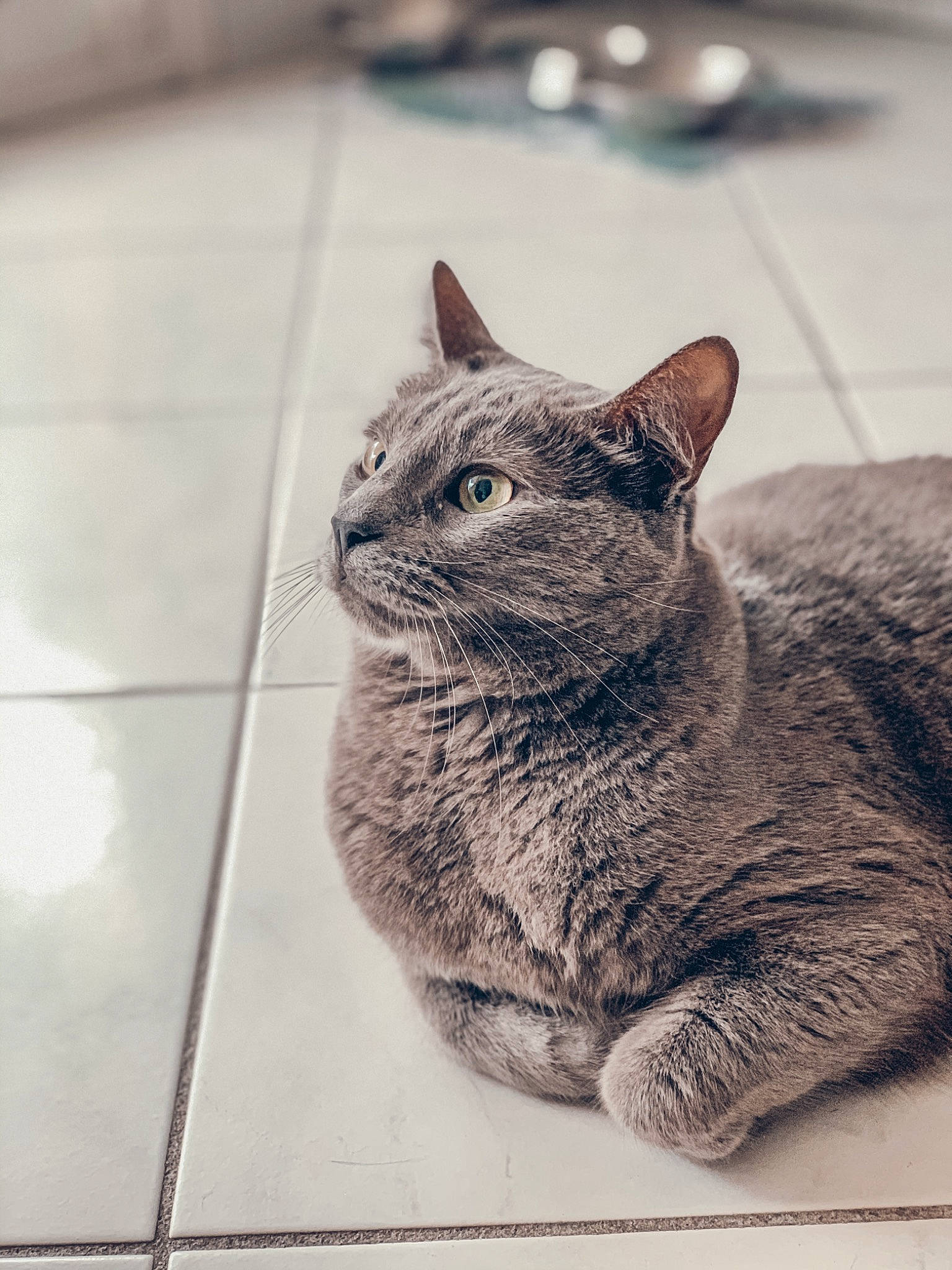 Preston a rejoint le concours — aidez-le/la à gagner de superbes lots ! art, carnivore, cat, domestic_short_haired_cat, felidae, flooring, fur, grey, illustration, monochrome, monochrome_photography, sitting, small_to_medium_sized_cats, snout, terrestrial_animal, tile_flooring, whiskers, wildlife, window