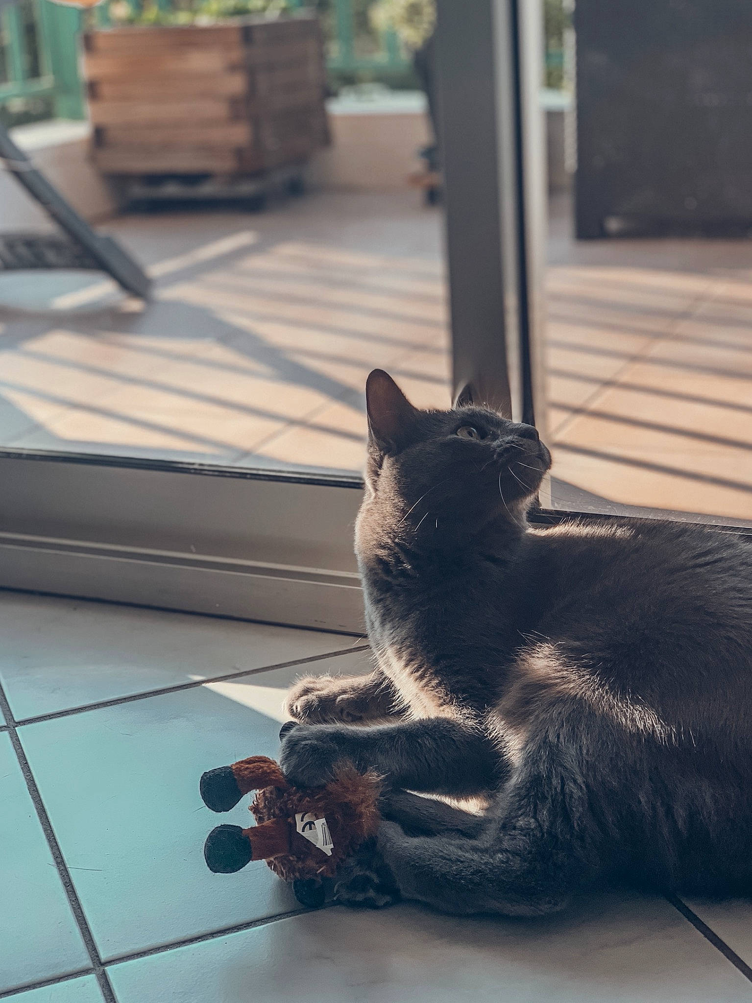 Preston participe au concours pour gagner de l'argent avec cette photo : black_cat, carnivore, cat, comfort, domestic_short_haired_cat, felidae, flooring, fur, grey, outdoor_furniture, paw, plant, sitting, small_to_medium_sized_cats, snout, tail, tints_and_shades, whiskers, window, wood