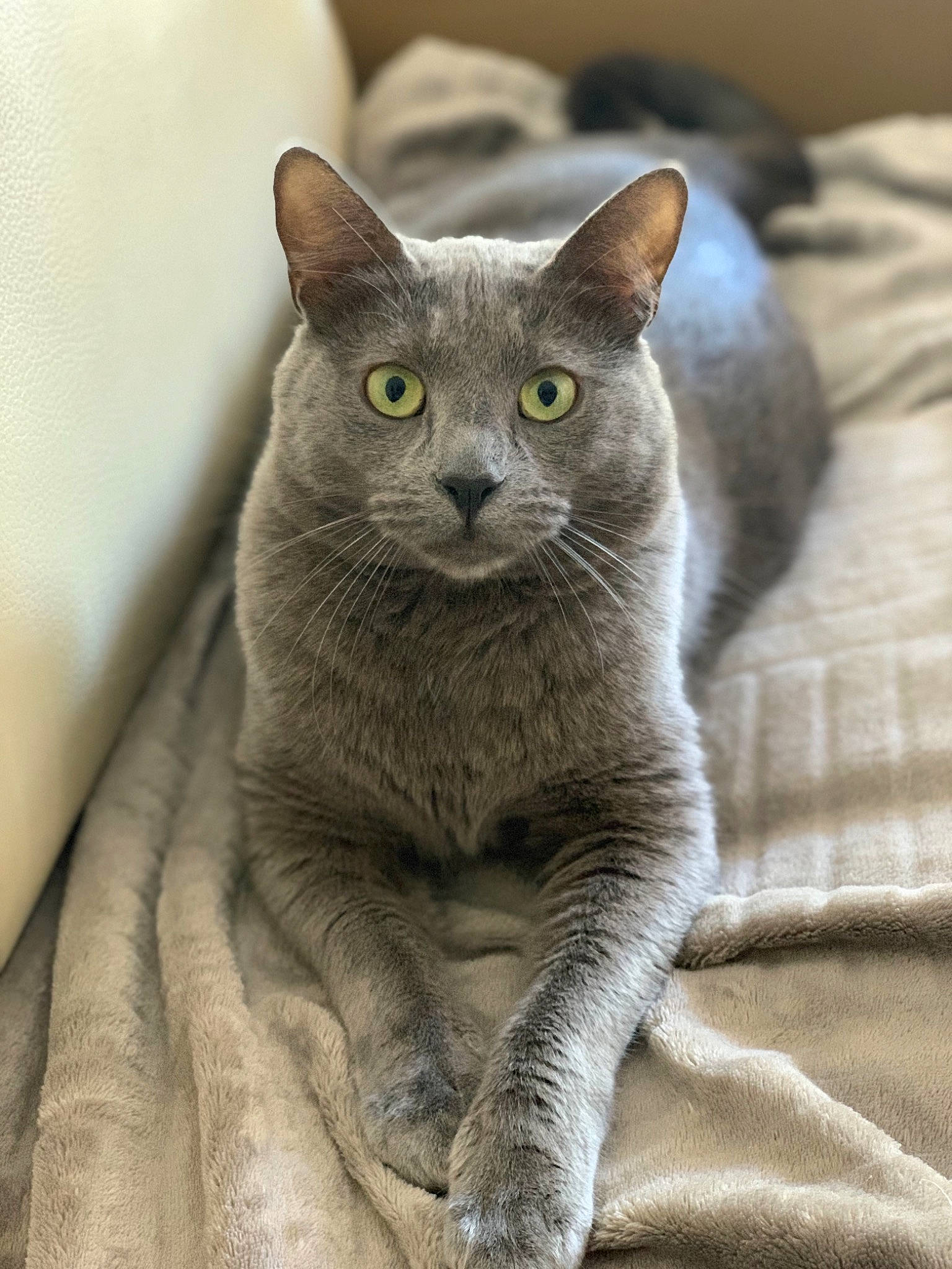 Preston a rejoint le concours — aidez-le/la à gagner de superbes lots ! carnivore, cat, domestic_short_haired_cat, felidae, grey, russian_blue, small_to_medium_sized_cats, snout, terrestrial_animal, whiskers