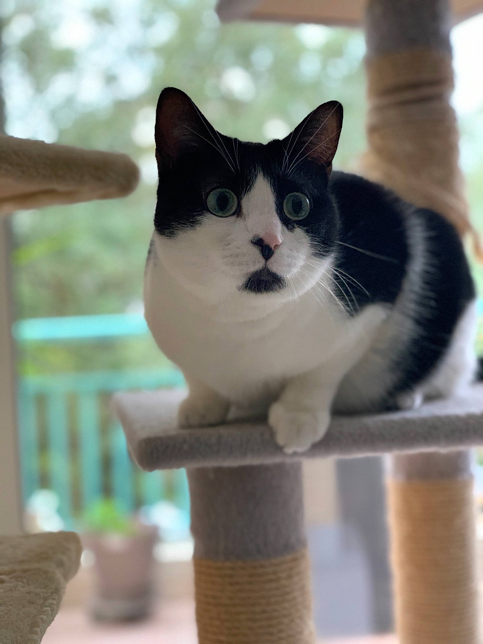 Peach a rejoint le concours — aidez-le/la à gagner de superbes lots ! carnivore, cat, cat_furniture, domestic_short_haired_cat, felidae, flowerpot, fur, grey, houseplant, pet_supply, plant, sitting, small_to_medium_sized_cats, snout, stairs, tail, tree, whiskers, window, wood