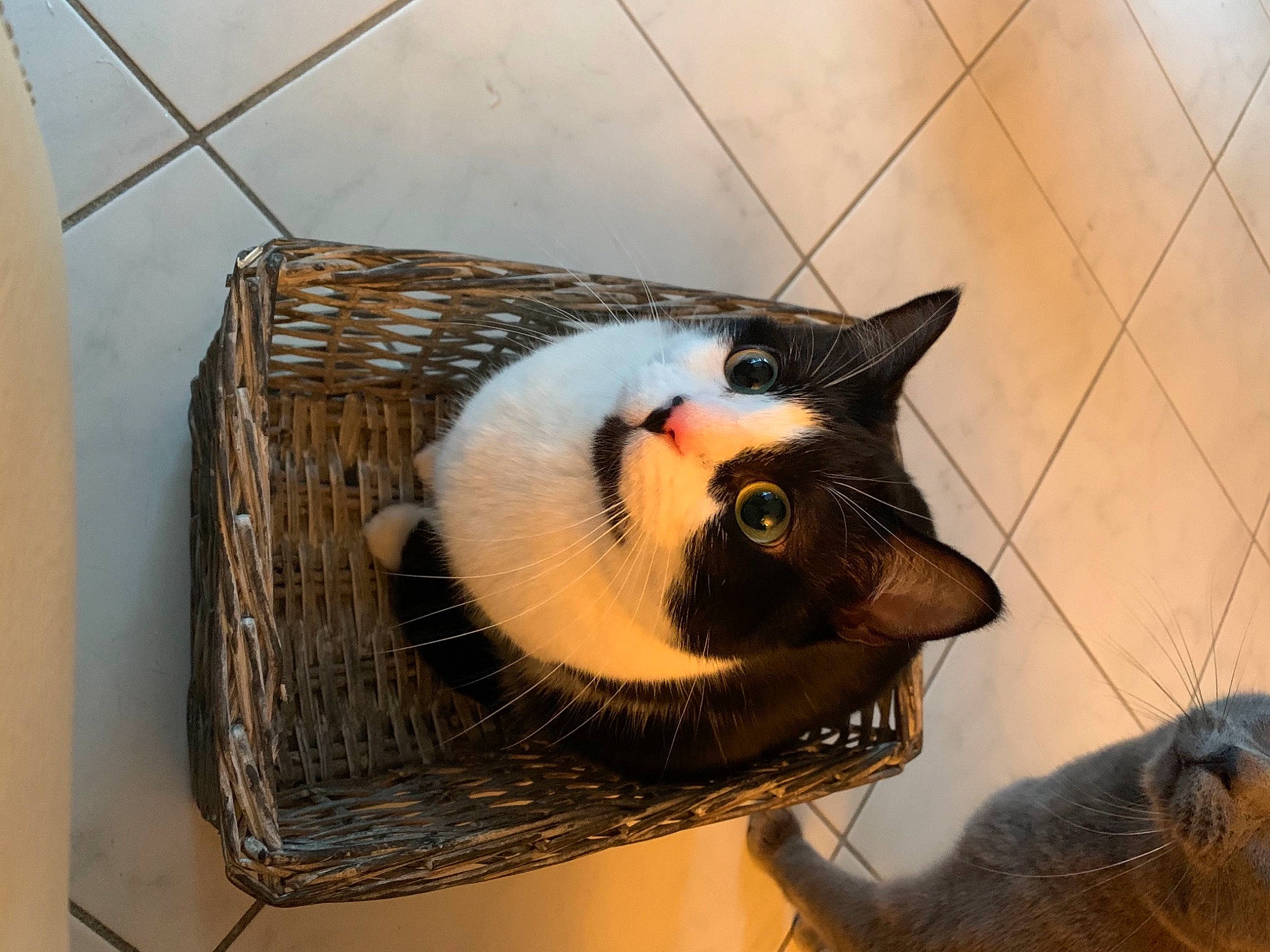 Peach a rejoint le concours — aidez-le/la à gagner de superbes lots ! animal_shelter, box, cardboard, carnivore, cat, cat_furniture, cat_supply, domestic_short_haired_cat, fawn, felidae, fur, mesh, paw, pet_supply, small_to_medium_sized_cats, snout, tail, whiskers, window, wood