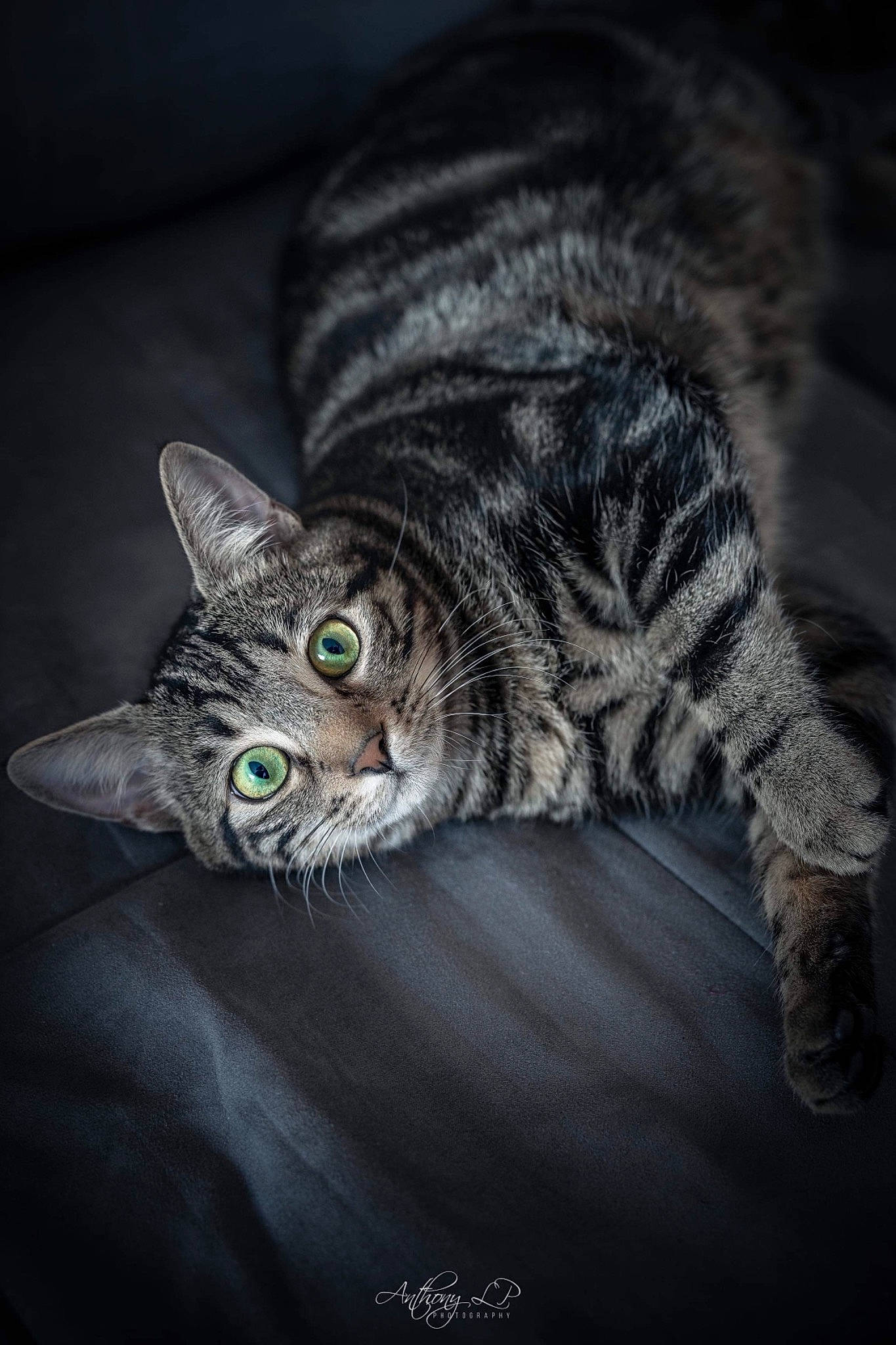 Kara participe au concours pour gagner de l'argent avec cette photo : carnivore, cat, comfort, darkness, domestic_short_haired_cat, felidae, fur, grey, paw, small_to_medium_sized_cats, snout, terrestrial_animal, whiskers, wildlife, wood