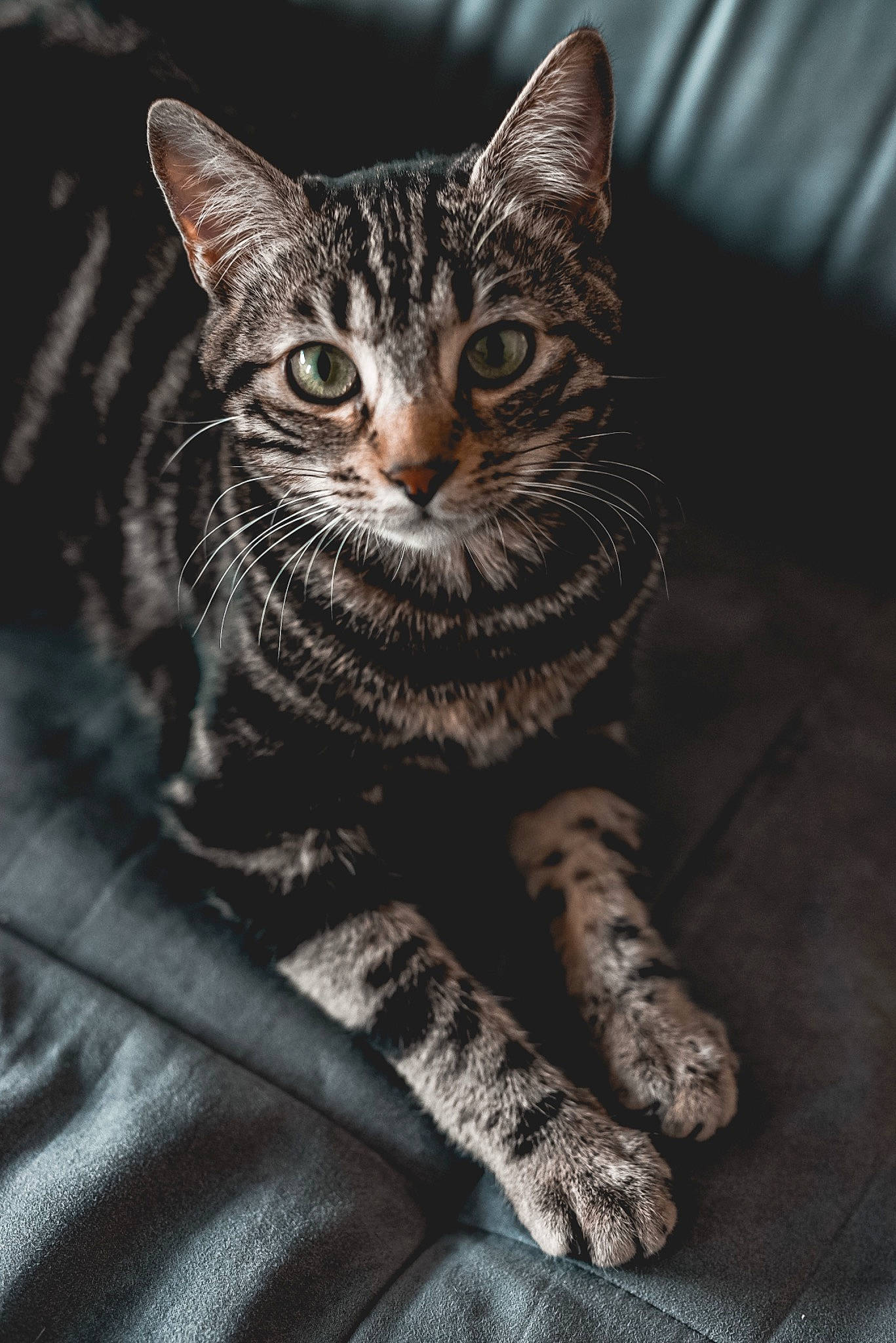 Kara a rejoint le concours — aidez-le/la à gagner de superbes lots ! carnivore, cat, claw, darkness, domestic_short_haired_cat, felidae, fur, grey, monochrome, monochrome_photography, paw, sitting, small_to_medium_sized_cats, snout, terrestrial_animal, tree, whiskers, wildlife, window, wood