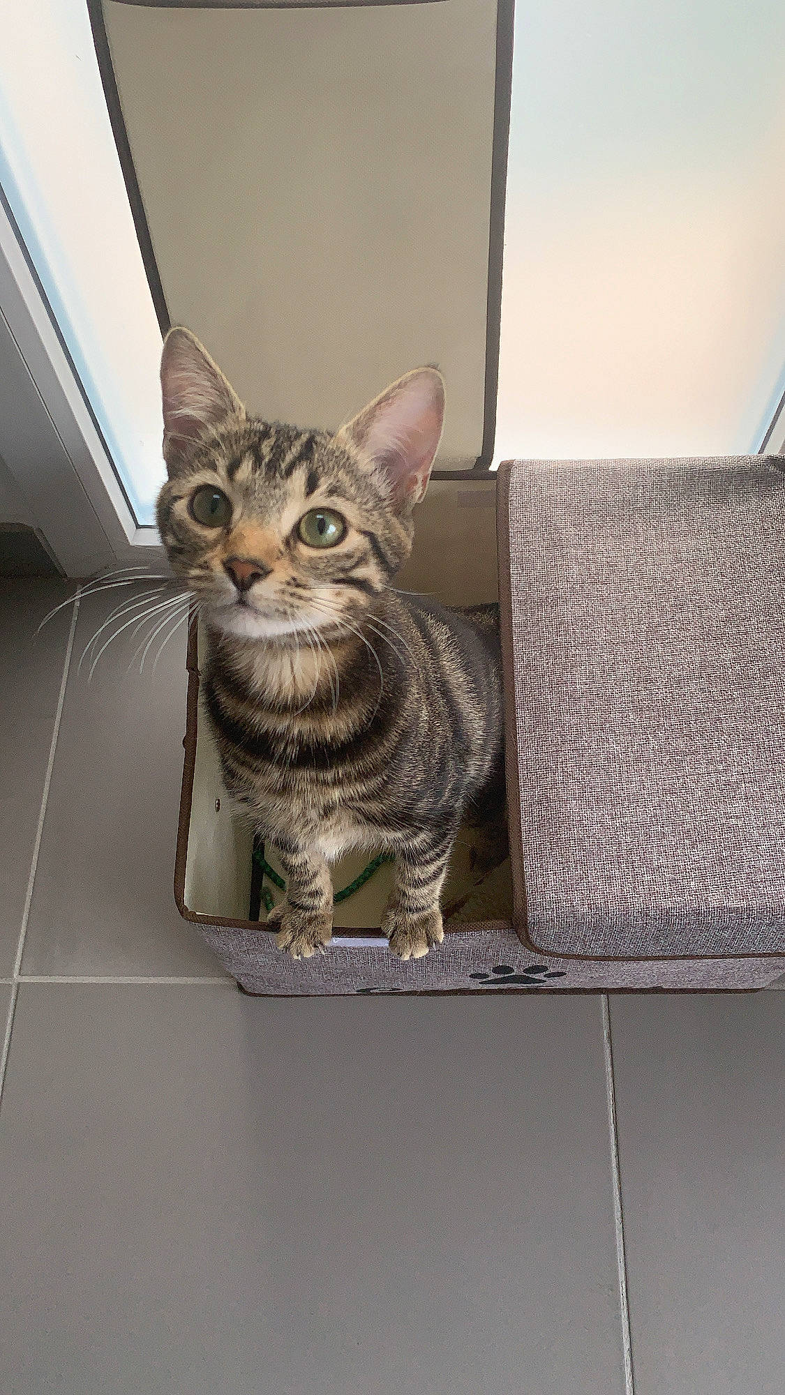 Kara a rejoint le concours — aidez-le/la à gagner de superbes lots ! carnivore, cat, domestic_short_haired_cat, felidae, fur, grey, metal, rectangle, sitting, small_to_medium_sized_cats, snout, terrestrial_animal, whiskers