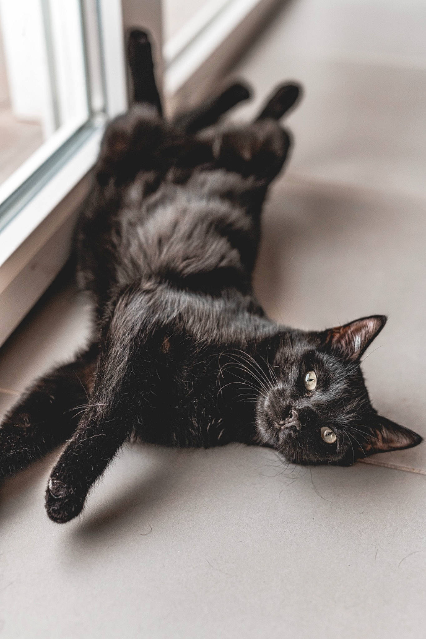 Hélios participe au concours pour gagner de l'argent avec cette photo : black_cat, carnivore, cat, claw, domestic_short_haired_cat, ear, eye, felidae, flooring, fur, gesture, grey, hand, monochrome, monochrome_photography, paw, small_to_medium_sized_cats, snout, tail, whiskers