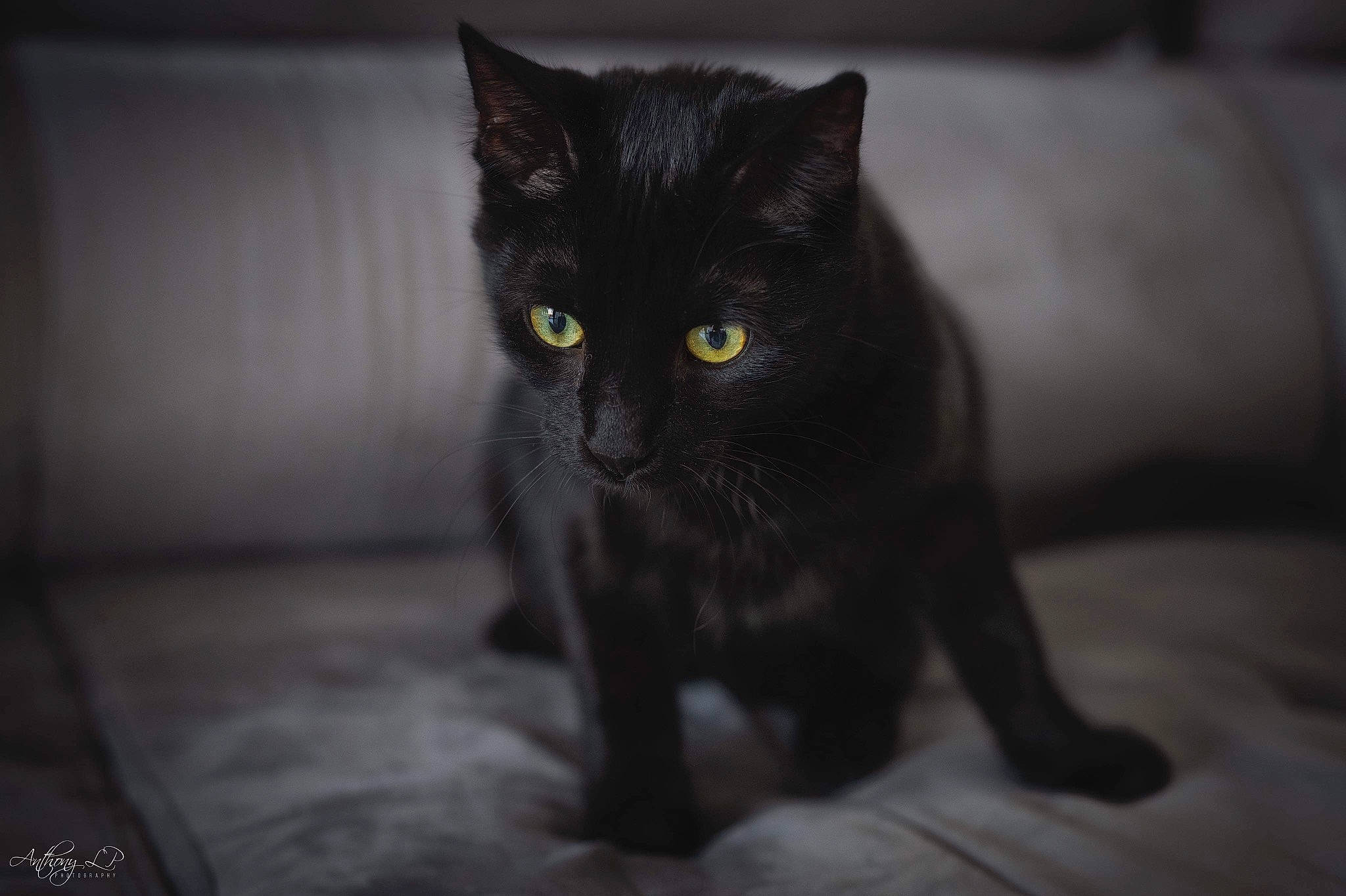 Hélios participe au concours pour gagner de l'argent avec cette photo : black_cat, bombay, carnivore, cat, claw, darkness, domestic_short_haired_cat, felidae, fur, grey, monochrome, monochrome_photography, small_to_medium_sized_cats, snout, still_life_photography, tail, whiskers, wildlife, window, wood