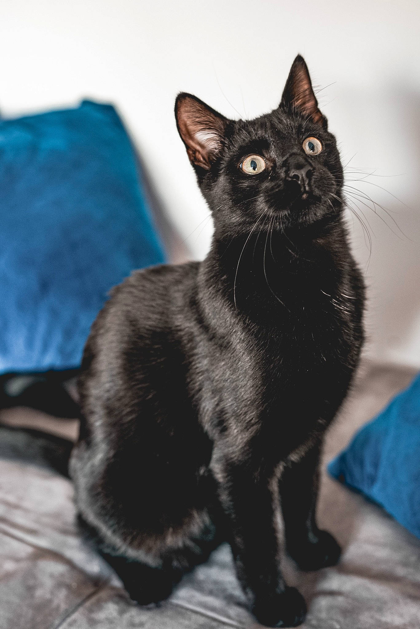 Hélios participe au concours pour gagner de l'argent avec cette photo : black_cat, bombay, carnivore, cat, claw, comfort, domestic_short_haired_cat, felidae, fur, grey, havana_brown, monochrome_photography, paw, sitting, small_to_medium_sized_cats, snout, tail, terrestrial_animal, whiskers, window