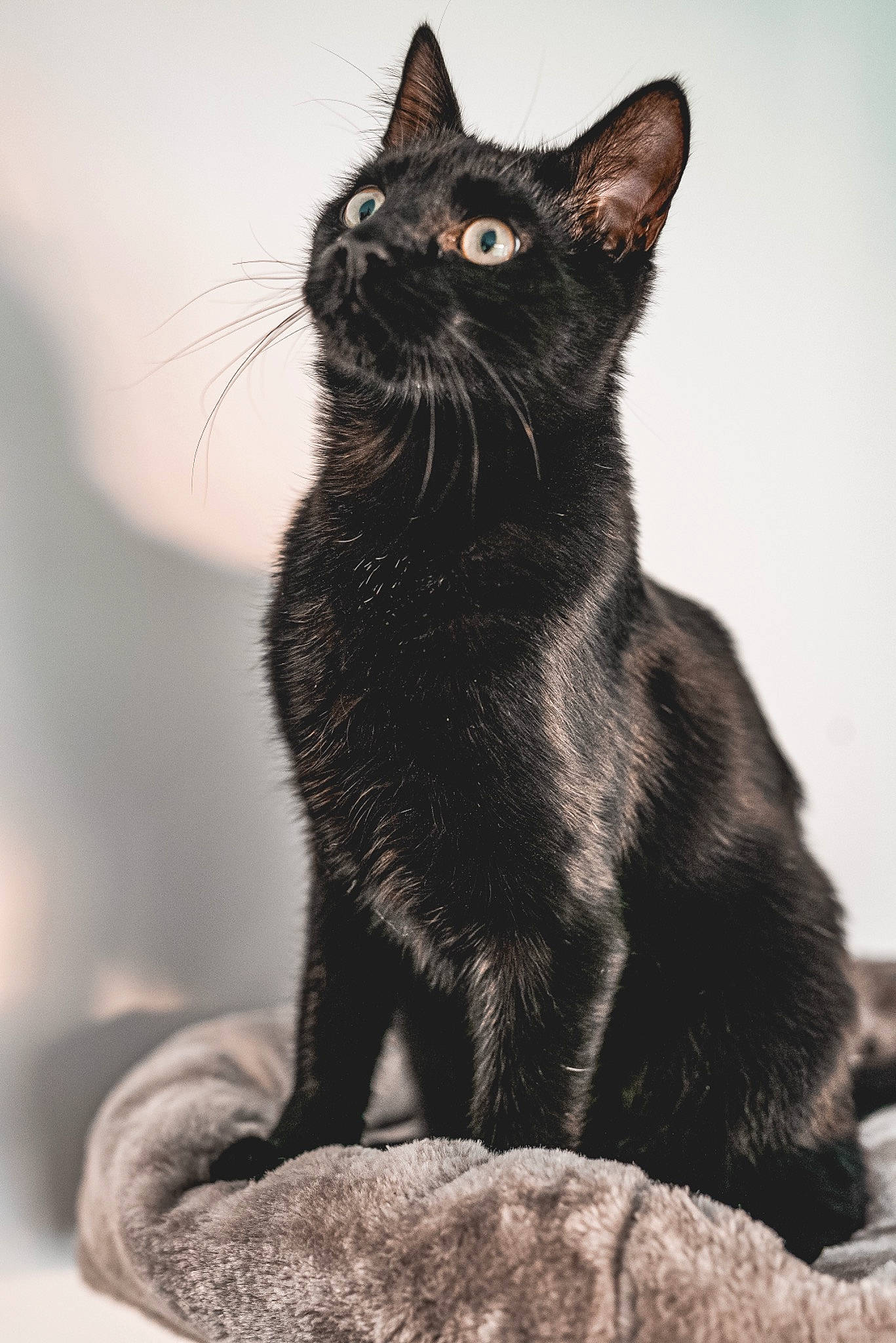 Hélios a rejoint le concours — aidez-le/la à gagner de superbes lots ! black, black_and_white, black_cat, bombay, carnivore, cat, close_up, domestic_short_haired_cat, felidae, grey, monochrome, monochrome_photography, small_to_medium_sized_cats, snout, style, tail, terrestrial_animal, tree, whiskers, window
