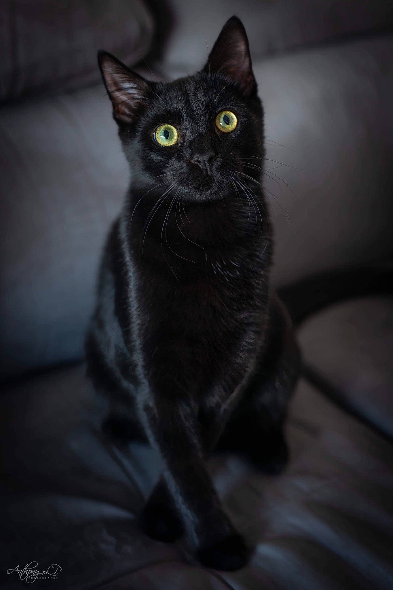 Hélios participe au concours pour gagner de l'argent avec cette photo : black_cat, bombay, carnivore, cat, darkness, domestic_short_haired_cat, eye, felidae, fur, grey, monochrome, monochrome_photography, shadow, sitting, small_to_medium_sized_cats, snout, still_life_photography, whiskers, wildlife