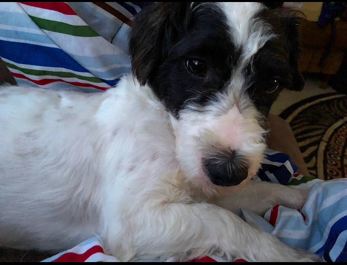 Remi is registered to the contest to win money with this photo: canidae, carnivore, companion_dog, dog, dog_breed, flag, fur, non_sporting_group, small_terrier, snout, sporting_group, terrier, water_dog, working_animal