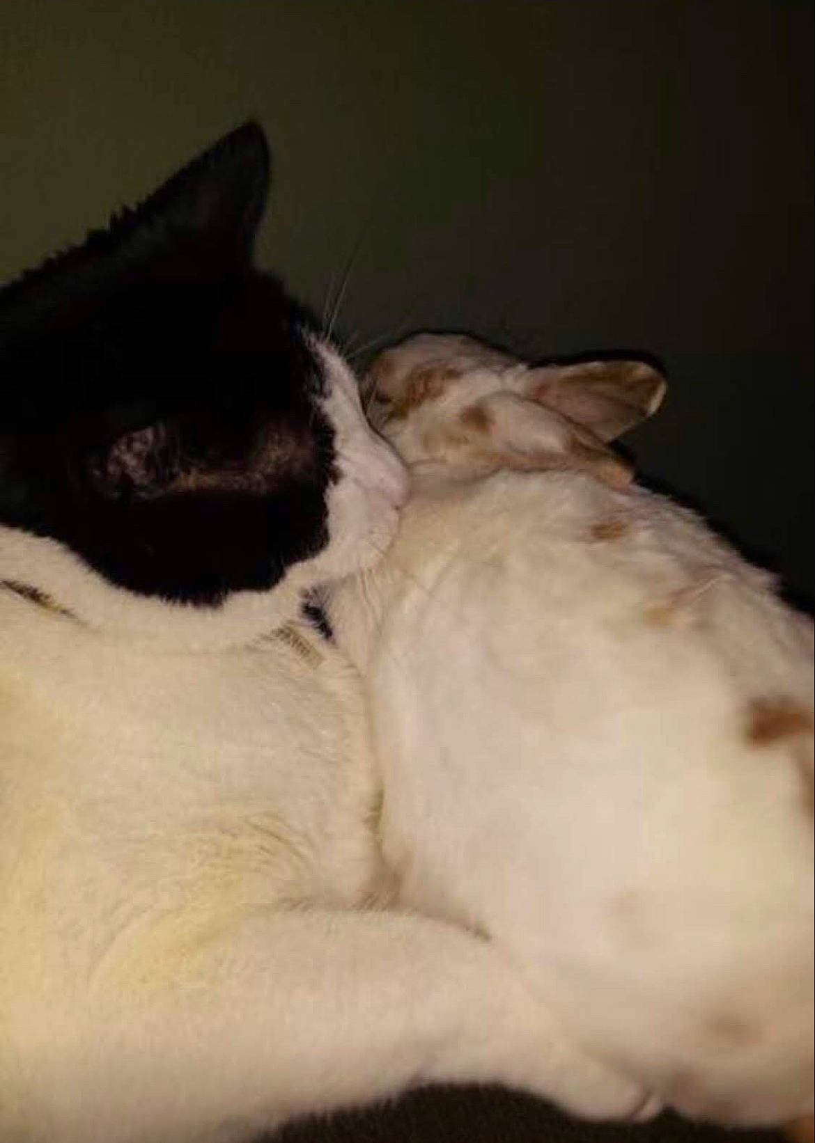 Buddy is registered to the contest to win money with this photo: canidae, carnivore, cat, claw, comfort, companion_dog, dog_breed, domestic_short_haired_cat, fawn, felidae, fur, nap, paw, sleep, small_to_medium_sized_cats, snout, sporting_group, tail, terrestrial_animal, whiskers